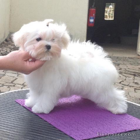 Jolie chiot bichon maltais femelle a donner