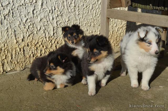 Magnifiques chiots berger shetland 