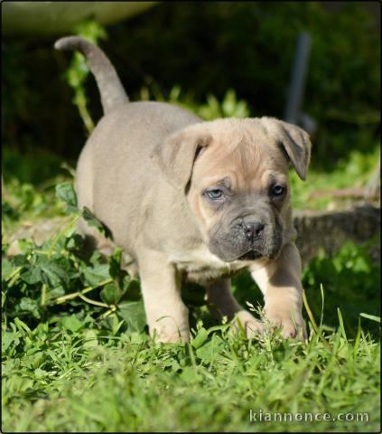 Chiots cane corso a donner