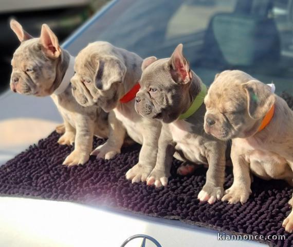 Chiots Bulldog français Pups prêt à partir 