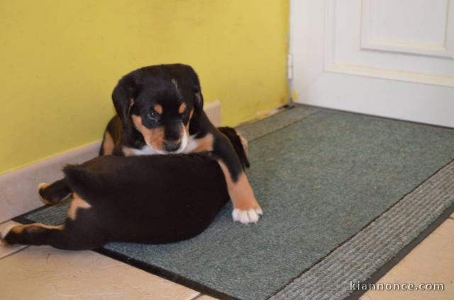 A donner chiots Bouvier de l\