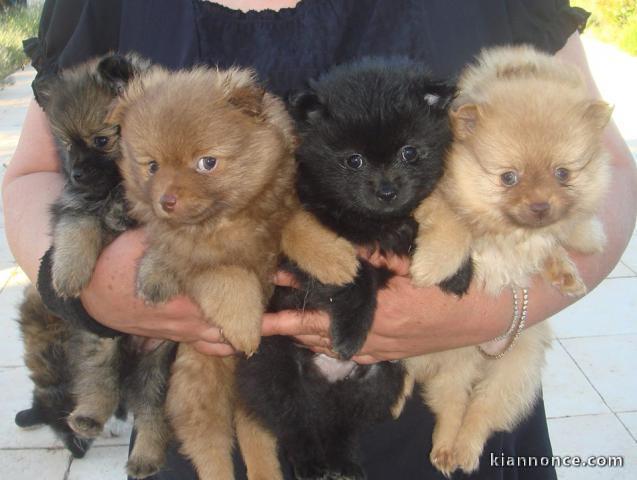 Magnifiques chiots Spitz nain lof disponibles de suite