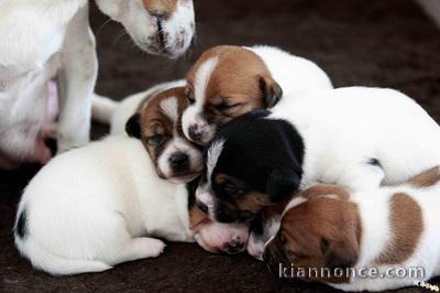 Sublimes Chiots Jack Russel Pure Race