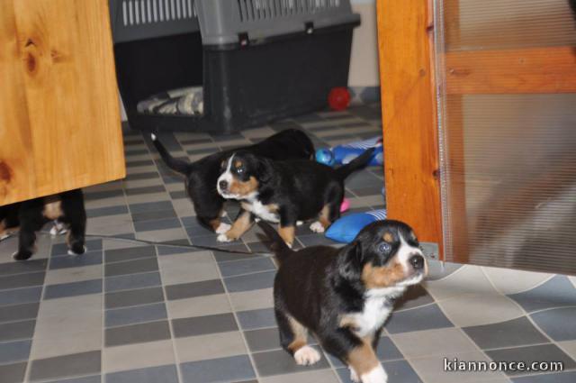 Magnifique chiots Bouvier de l\