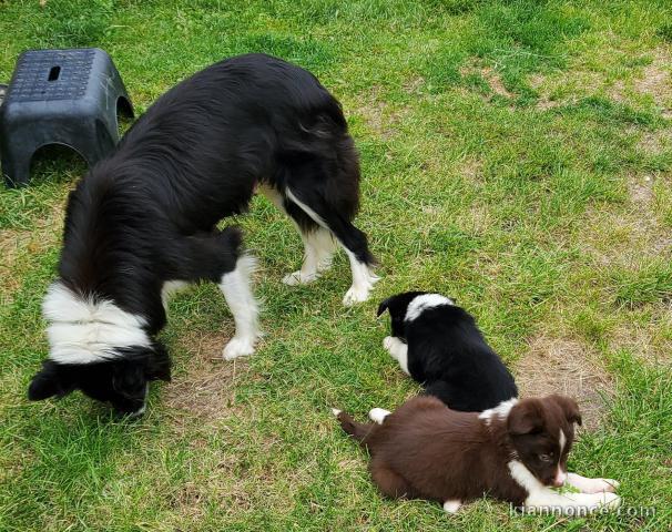 Magnifiques Chiots Border Collie Pure Race