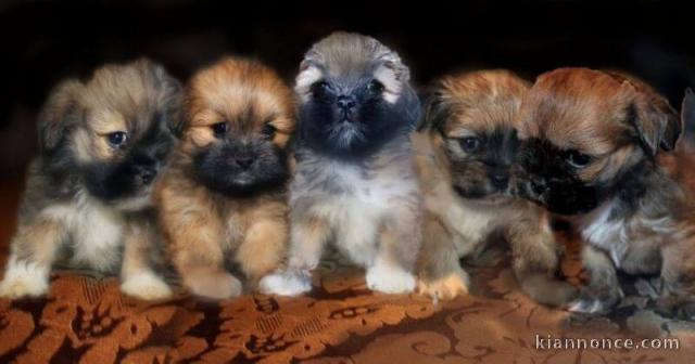 Superbes Chiots Lhassa Apso Pure Race