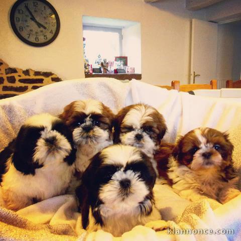 Exceptionnels Chiots Shih Tzu Pure Race