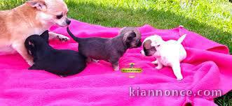 Superbes Chiots Chihuahua Pure Race