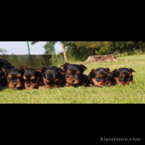 Superbes Chiots Yorkshire Terrier Pure Race