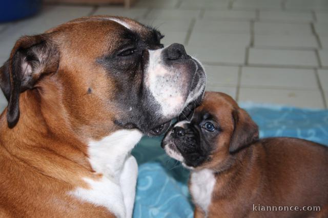 Magnifiques Chiots Boxer Pure Race