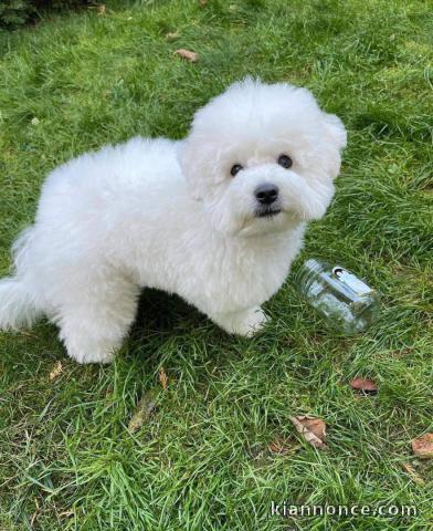 Magnifique chiot Bichon maltais en adoption 