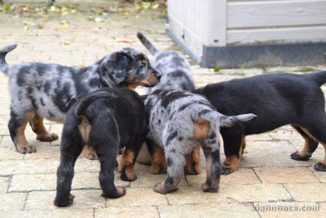 Magnifiques chiots Beauceron a donner