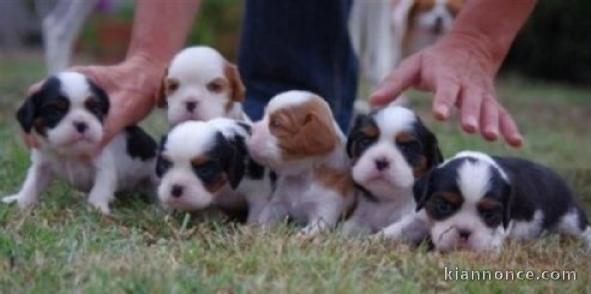 Adorables Chiots Cavalier King Charles Pure Race