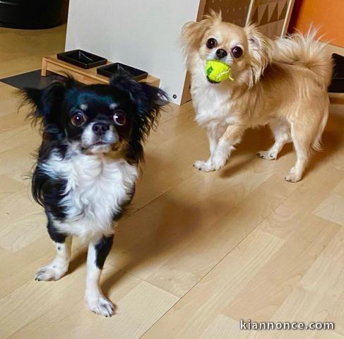 Disponibles pour adoption deux chiots de race chihuahua