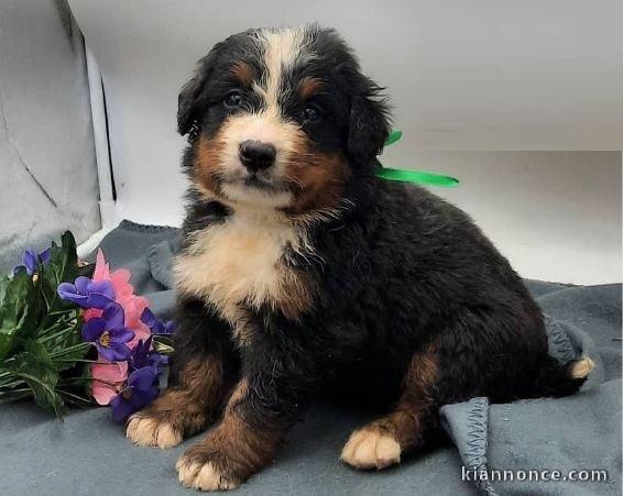 Magnifiques Chiots Bouvier Bernois lof