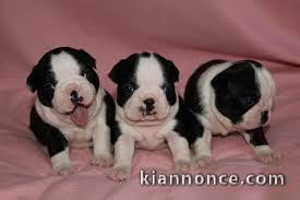 Chiots boston terrier LOF disponibles