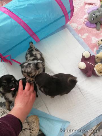 A donner Superbes Chiots Chihuahua Pure Race 