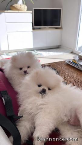 chiots spitz nain adorable 