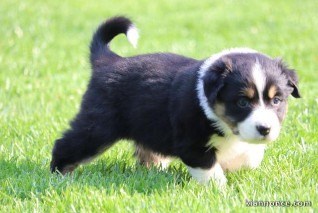 Magnifiques chiots berger australien 