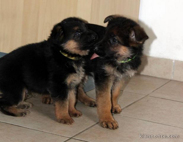 Chiots berger allemand LOF DISPONIBLE DE SUITE 