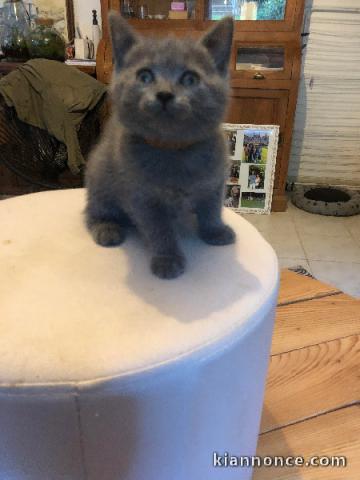 Chatons Chartreux loof 