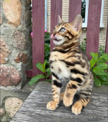 chatons bengal a donner