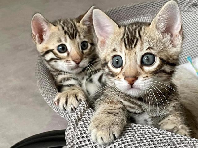 chatons bengal a donner