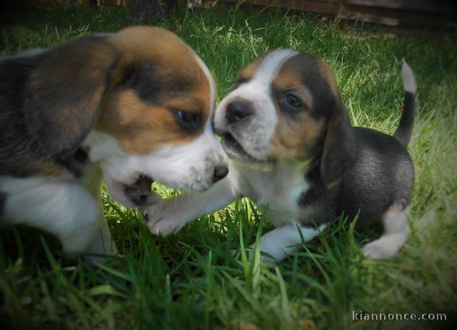 Chiots Beagle a donner et disponible de suite 