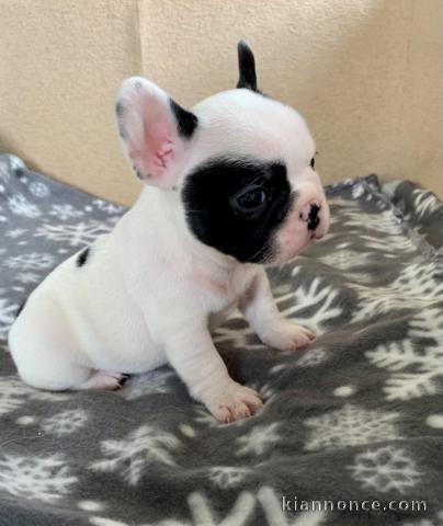 A donner chiot bouledogue français femelle