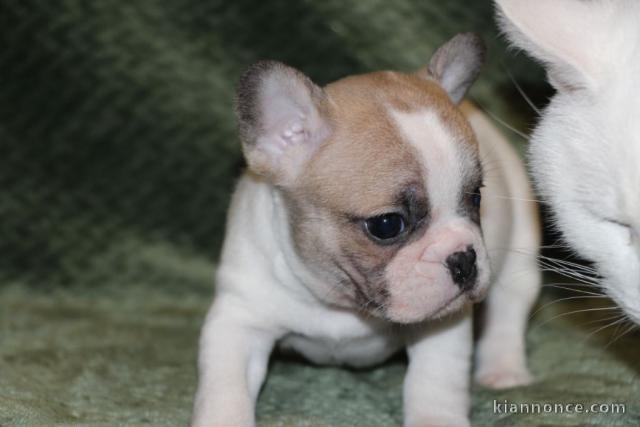 A donner chiot bouledogue français femelle