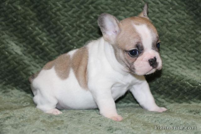 A donner chiot bouledogue français femelle