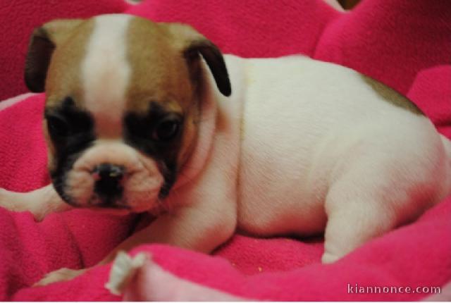 A donner chiot bouledogue français femelle