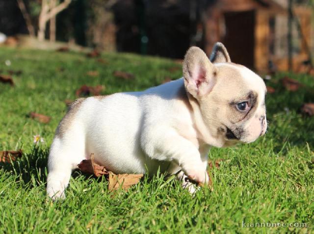 A donner chiot bouledogue français femelle