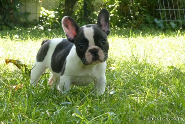 A donner chiot bouledogue français femelle