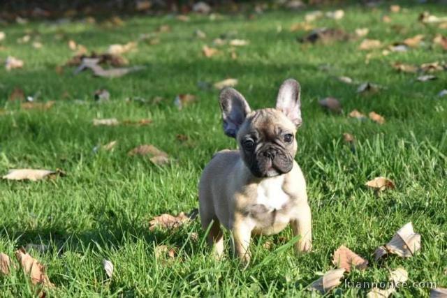 A donner chiot bouledogue français femelle