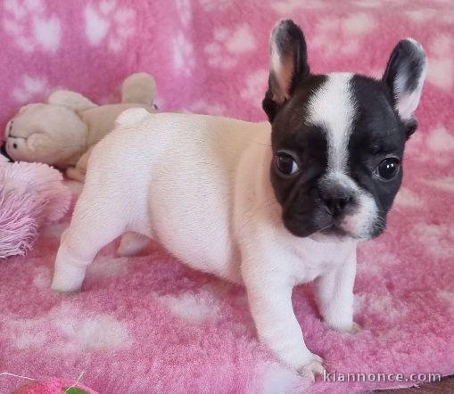 A donner chiot bouledogue français femelle