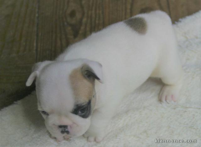 A donner chiot bouledogue français femelle