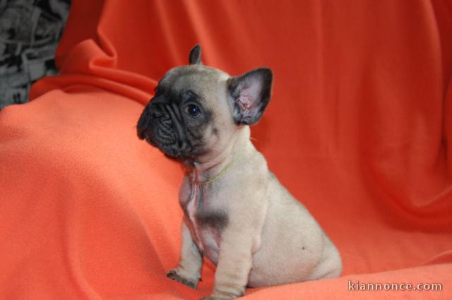 A donner chiot bouledogue français femelle