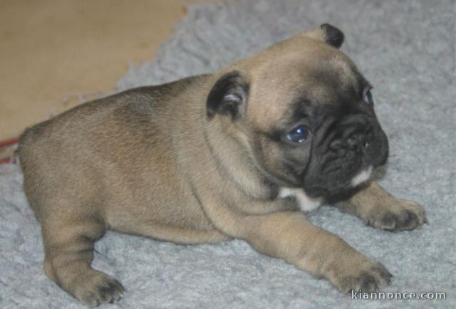 A donner chiot bouledogue français femelle