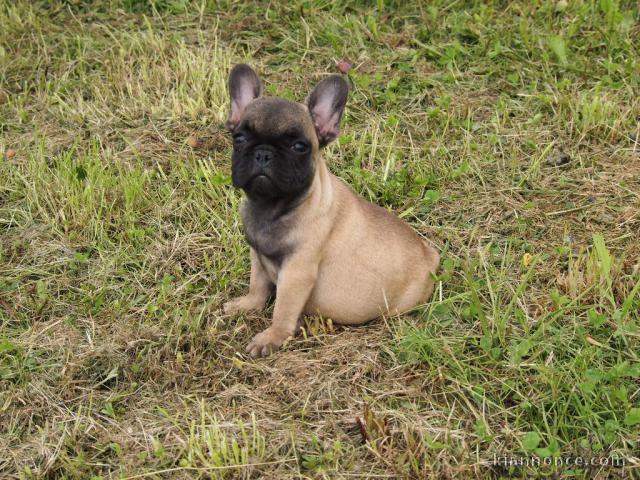 A donner chiot bouledogue français femelle