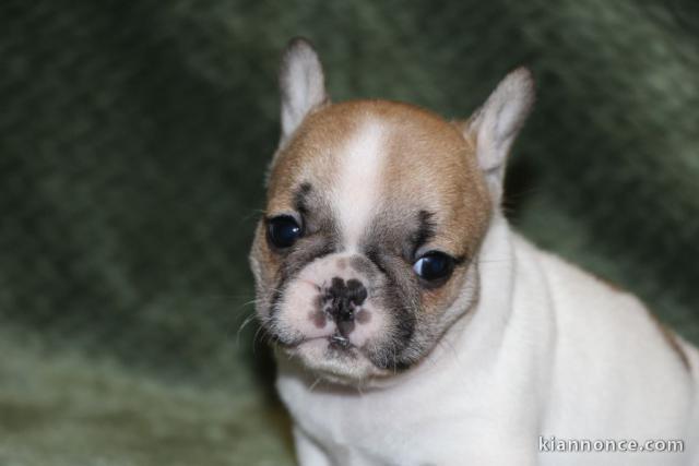 A donner chiot bouledogue français femelle