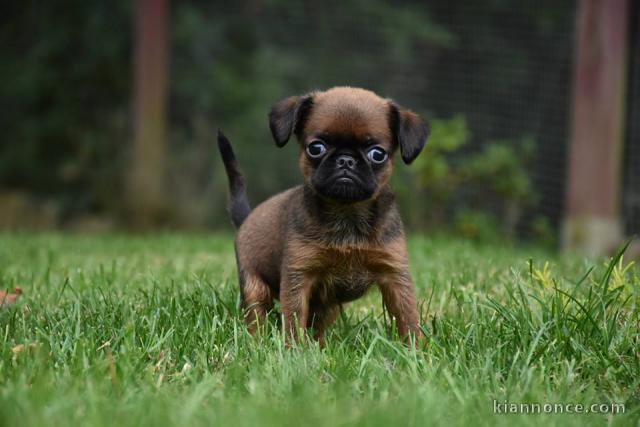 Adorables chiots Petit brabançon 