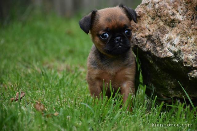 A donner chiots Petit brabançon 