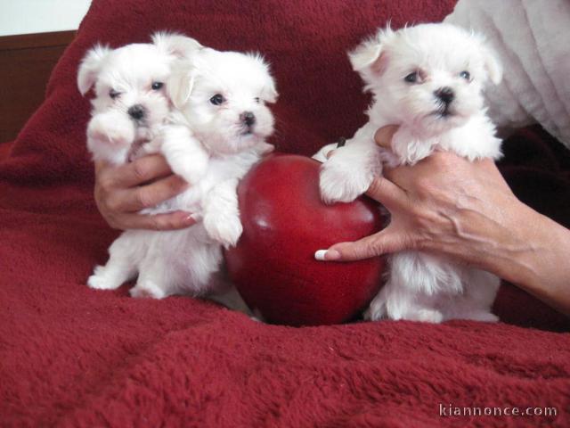 disponibles chiot de race bichon maltais 