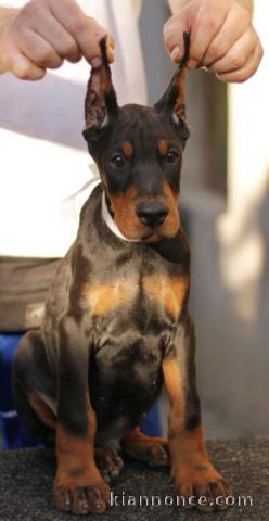 Dobermann chiots à vendre