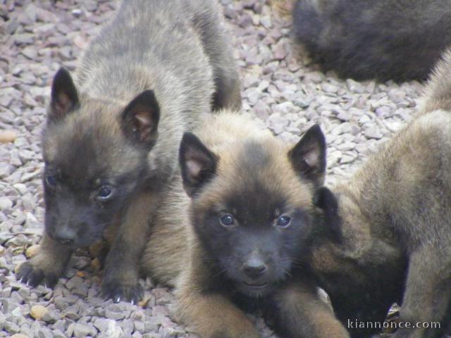 Magnifiques chiots Berger Malinois 