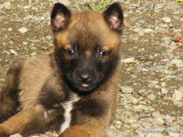 Adorables chiots Berger Malinois