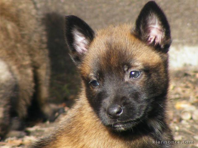 Chiots Berger Malinois LOF 