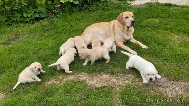 Chiots Labrador retriever disponibles