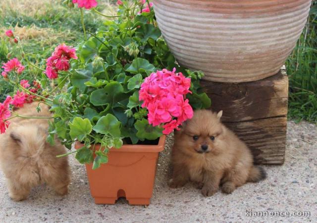 Magnifiques Chiots Spitz Nain Pure Race